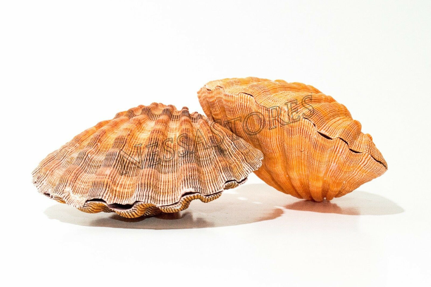 Orange Lion Paw Scallop Nautical Dish Beach Craft Sea Shell 5-51/2"(2 Pair)JC-28