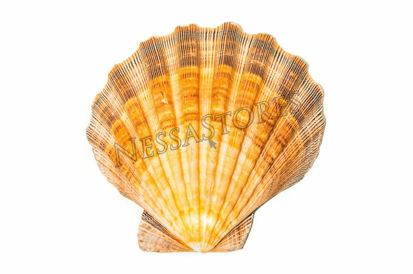 Orange Lion Paw Scallop Nautical Dish Beach Craft Sea Shell 41/2"- 51/2" (4 pc) #JC-027