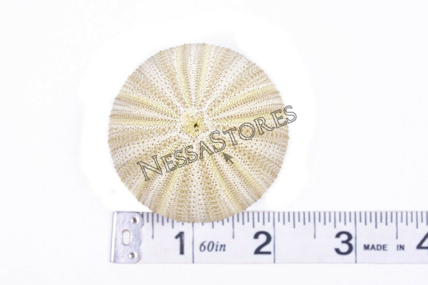 Green Sea Urchins Seashells Beach Wedding Nautical Craft 1"-2"(12 pcs)#JC-29