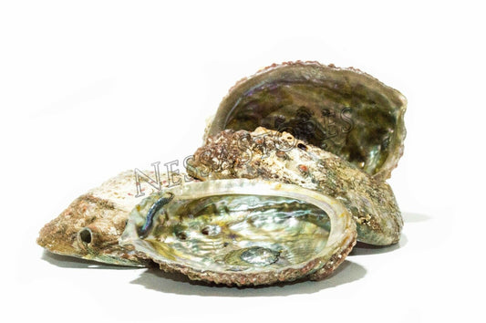 Pink Abalone Sea Shell One Side Polished Beach Craft 3" - 4" (4 pcs)