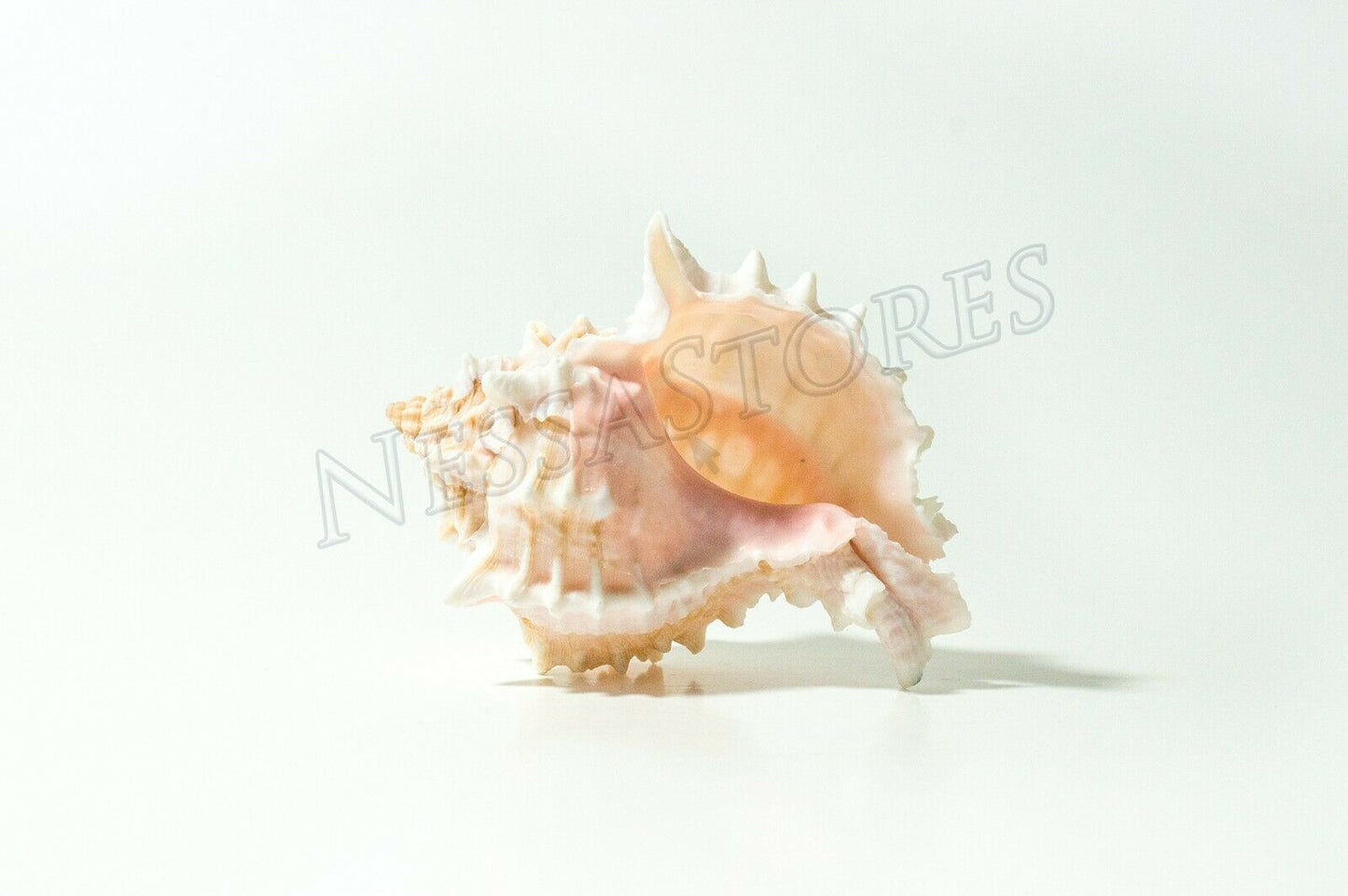 Pink Murex Phyllonotus erythrostomu Hermit Crab Sea Shell 3 1/2"-4"(9 pcs)#JC-41