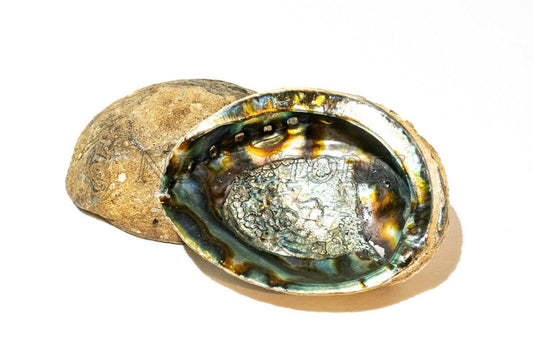 Green Abalone Sea Shell One Side Polished Beach Craft 7" - 8" (2 pcs)  #JC-19