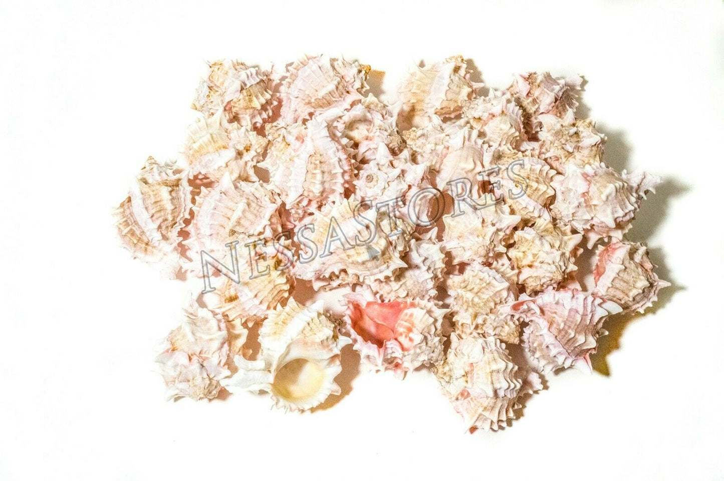 Pink Murex Phyllonotus erythrostomu Hermit Crab Sea Shell 2" - 3" (60 pcs)#JC-39