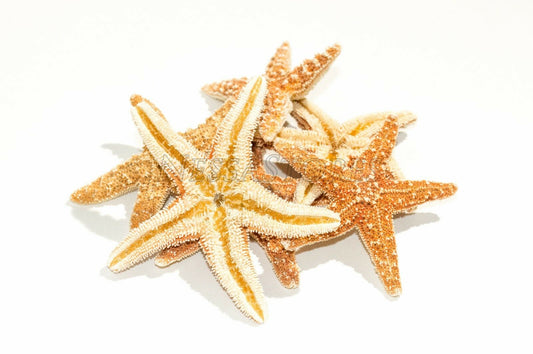 Sugar StarFish Sea Shell Wedding Real Craft 3" - 4" (6 pcs) #JC-57