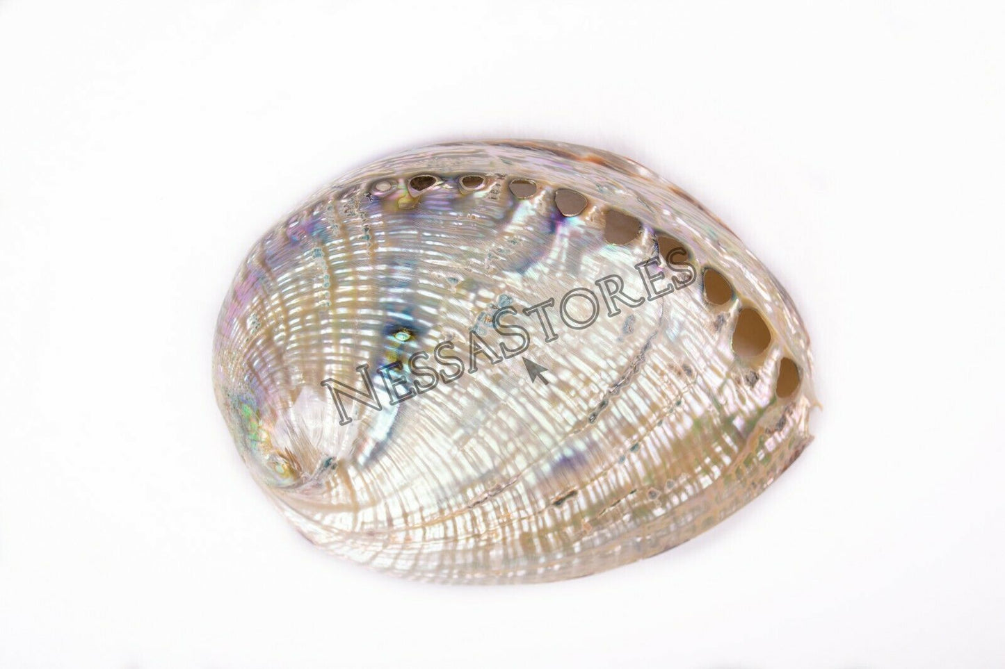 Green Abalone Sea Shell BOTH Side Polished Beach Craft 6" - 7" (12 pcs) #JC-67