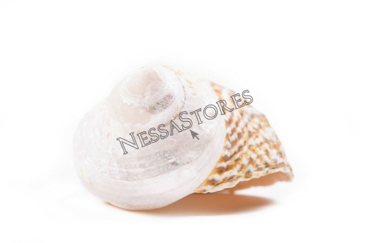 Mexican Turbo Sea Shell Beach Craft Hermit Crab 1 1/2" - 2 1/2" (10 PCS )#JC-34