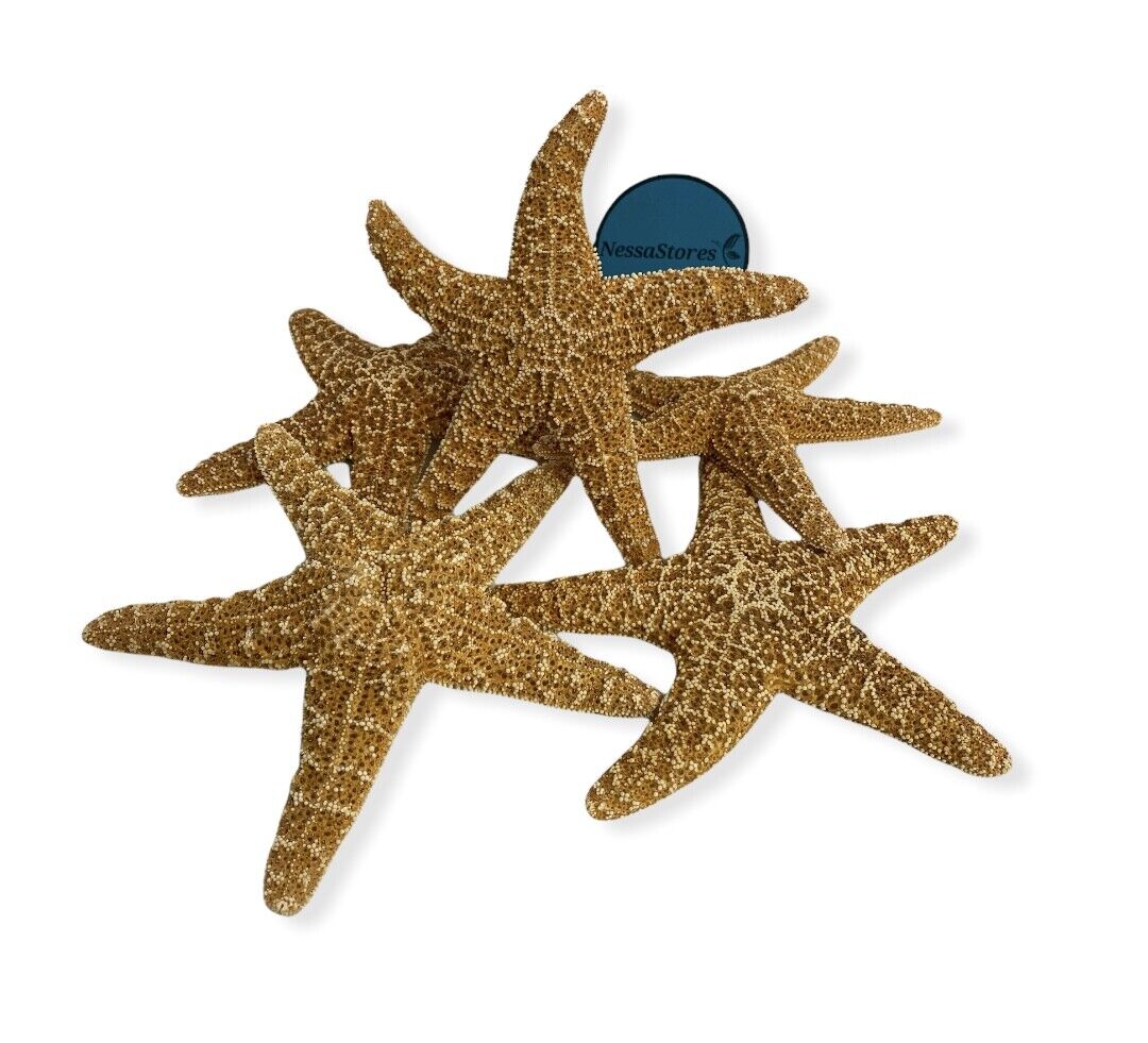 NessaStores Sugar Starfish Sea Shell Wedding Real Craft 5" - 6" (8 pcs) #JC-215