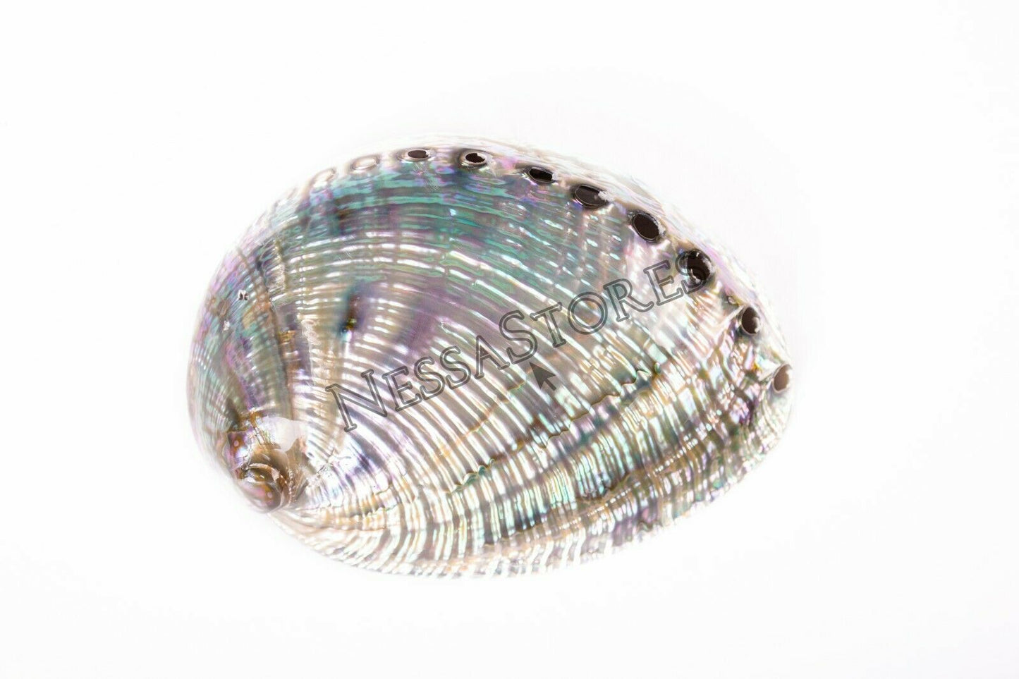 Green Abalone Sea Shell BOTH Side Polished Beach Craft 5" - 6" (2 pcs) #JC-66