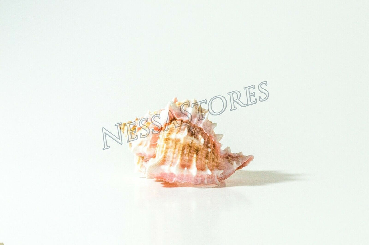 Pink Murex Phyllonotus erythrostomu Hermit Crab Sea Shell 3"-3 1/2"(8 pcs)#JC-40