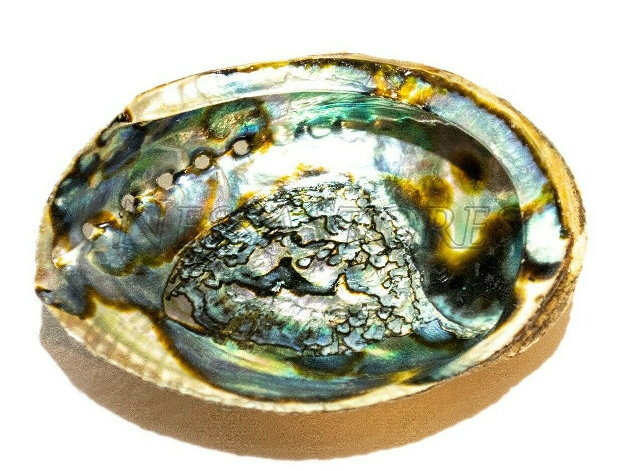 Green Abalone Sea Shell One Side Polished Natural Beach Craft 5"-6" (1 pc)#JC-17