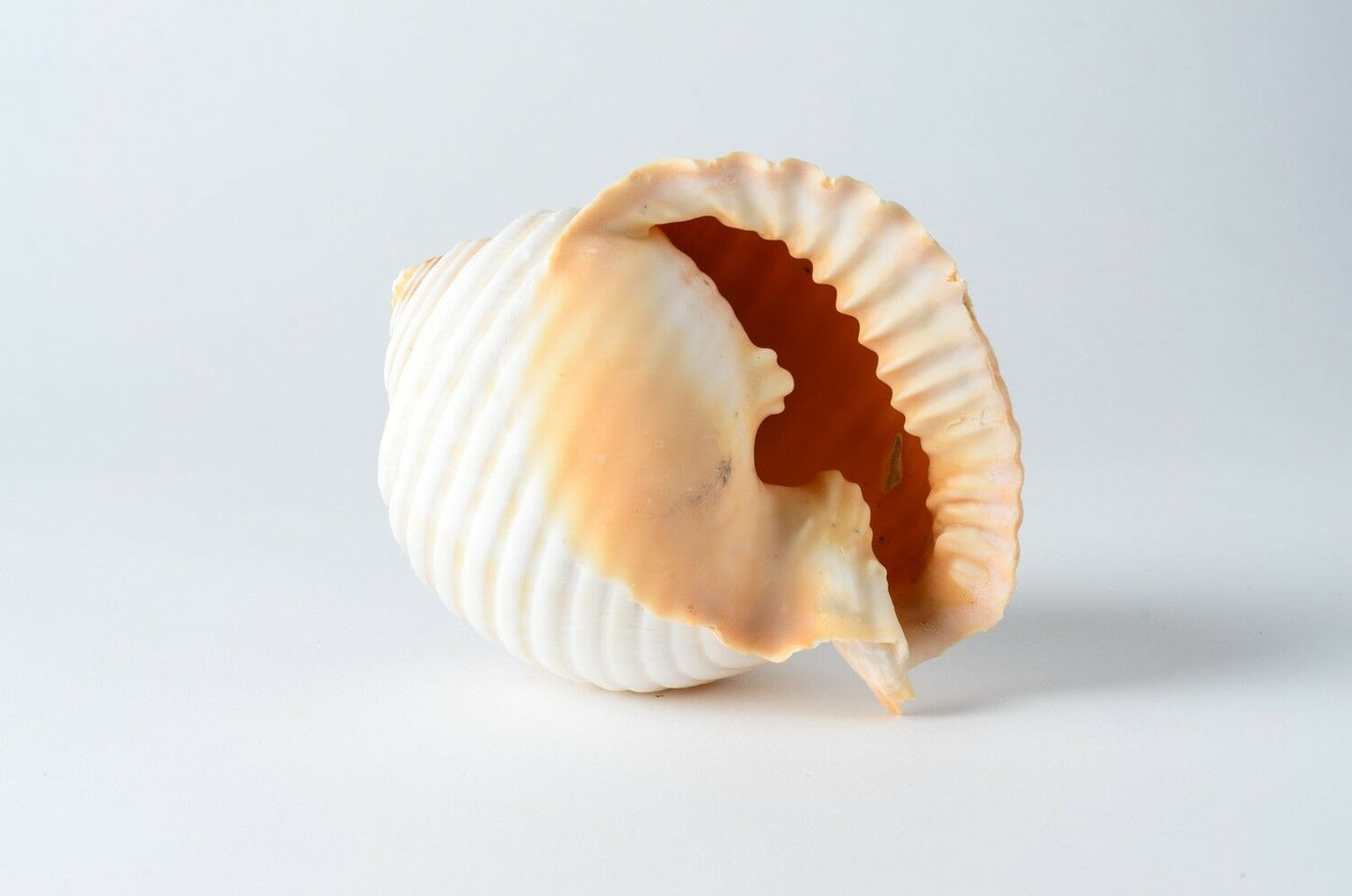 Grinning Tun Tonna Sea Shell Beach Decor 5" - 6" ( 6 PCS ) #JC-75