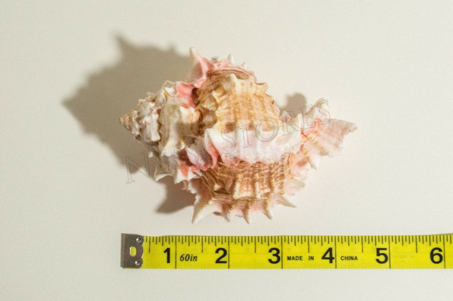 Pink Murex Phyllonotus erythrostomu Hermit Crab Sea Shell 4" - 4 1/2" ( 6 Pcs)