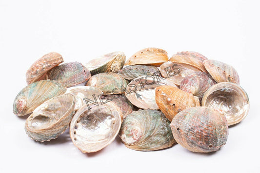 Threaded Abalone Sea Shell One Side Polished Beach Craft 4" - 5" (20 pcs)#JC-155