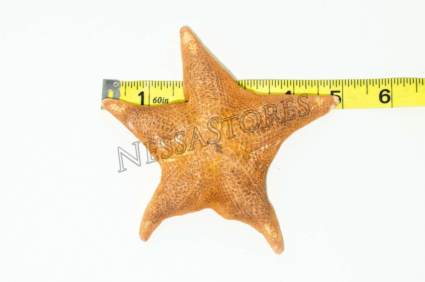 Bat Starfish Sea Shell Beach Wedding Real Craft 4" - 5" ( 8 pcs) #JC-54