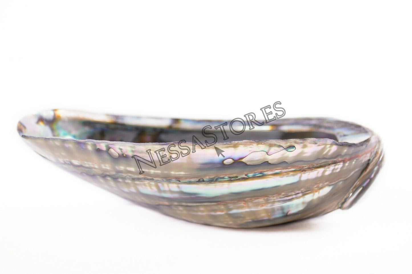 Green Abalone Sea Shell BOTH Side Polished Beach Craft 7" - 8" (2 pcs) #JC-143