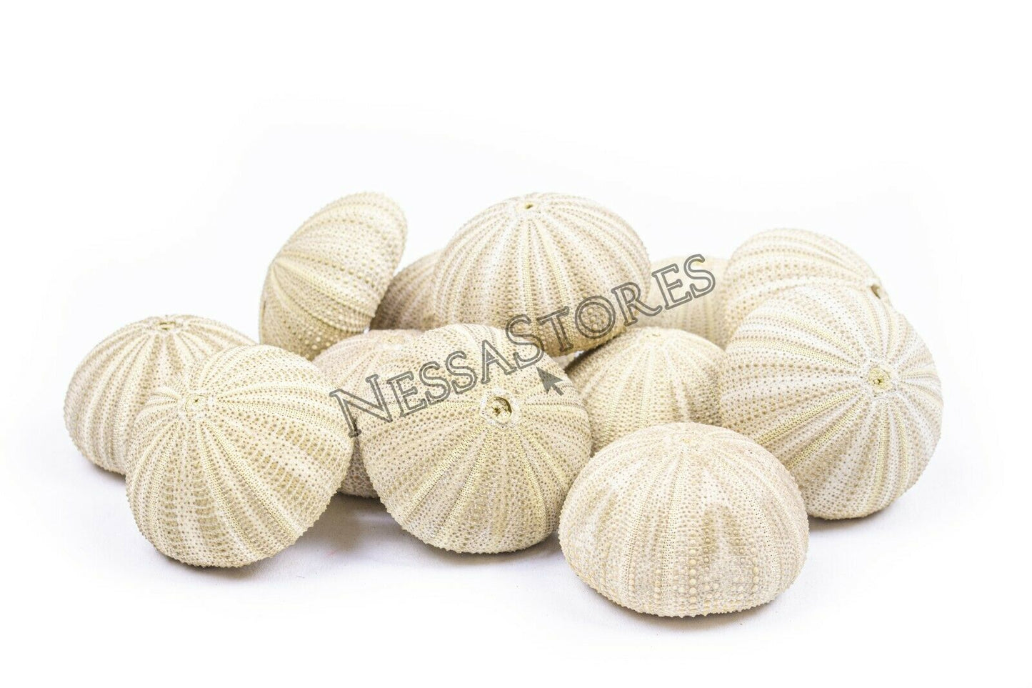 Green Sea Urchins Seashells Beach Wedding Nautical Craft 1"-2"(12 pcs)#JC-29