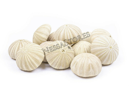 Green Sea Urchins Seashells Beach Wedding Nautical Craft 1"-2"(12 pcs)#JC-29