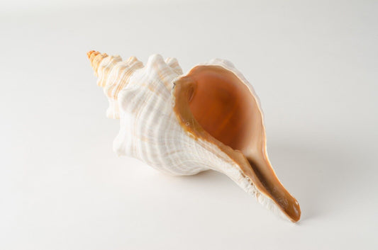 NessaStores Natural Horse Conch Sea Shell Beach Home Decor 10"-12" (1 pc) #JC-77