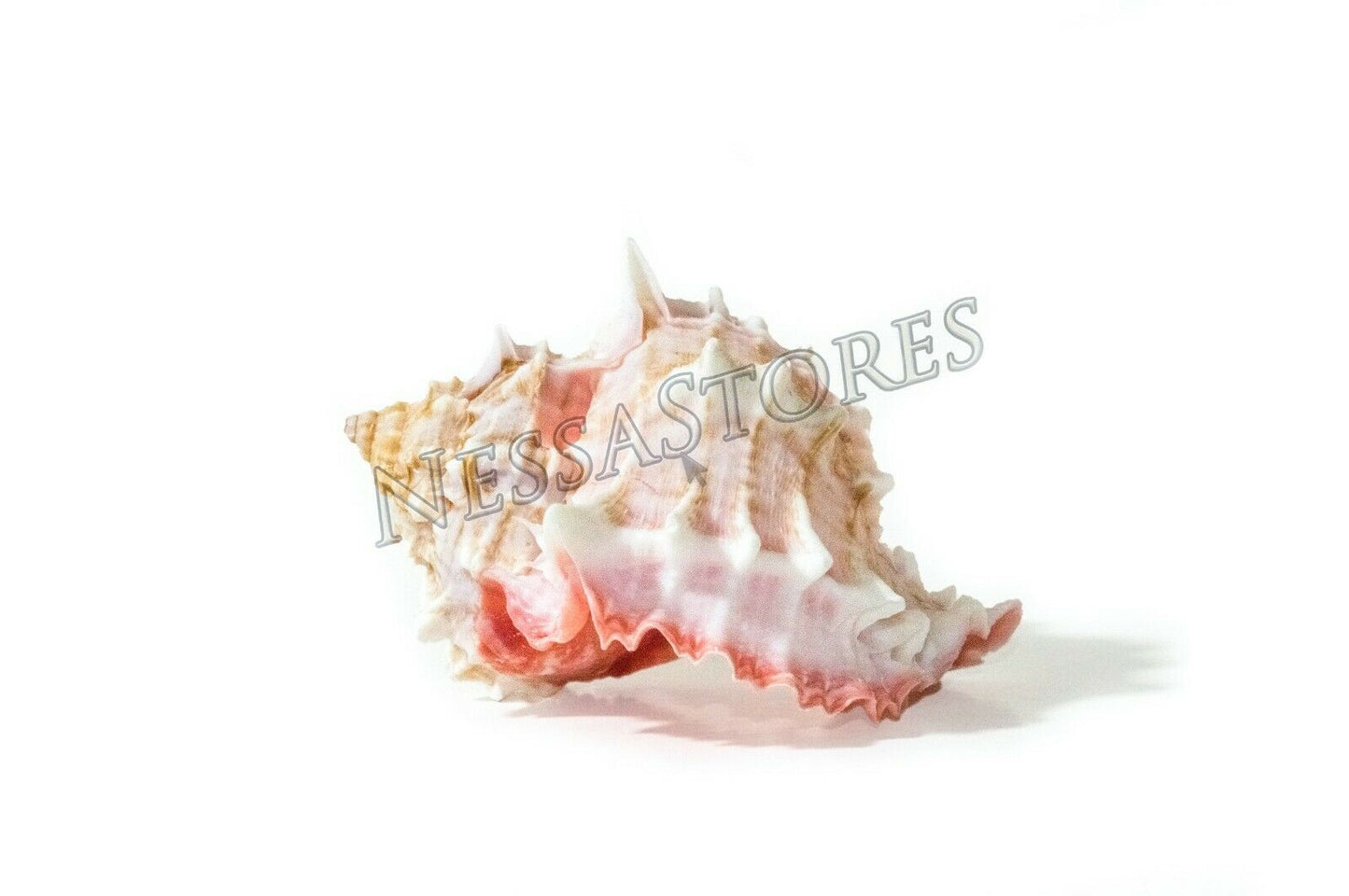 Pink Murex Phyllonotus erythrostomu Hermit Crab Sea Shell 3 1/2- 4"(3 pcs)#JC-41