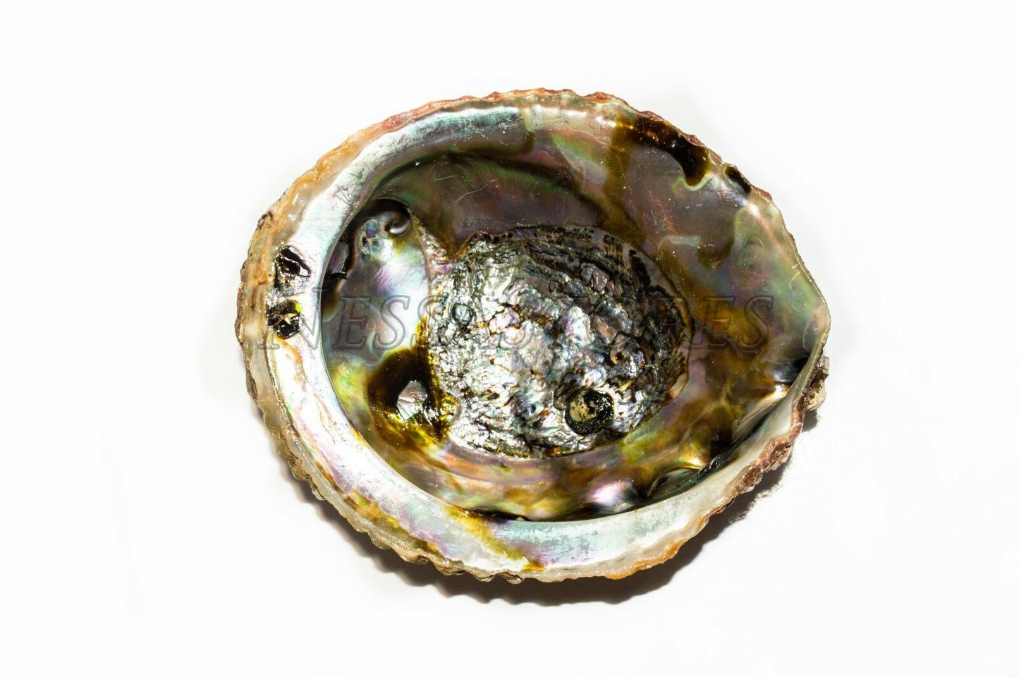 Pink Abalone Sea Shell One Side Polished Beach Craft 4" - 5" (1 pc) #JC-11