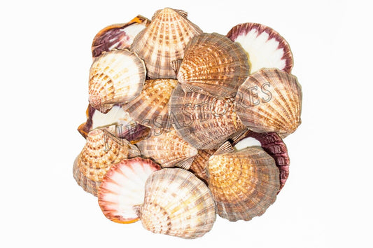 Natural Lion Paw Scallop Nautical Dish Beach Craft Sea Shell 5"- 6"(16 pcs) #25