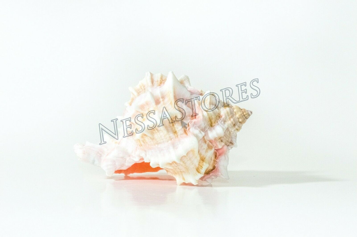 Pink Murex Phyllonotus erythrostomu Hermit Crab Sea Shell 4"-4 1/2"(2 pcs)#JC-42