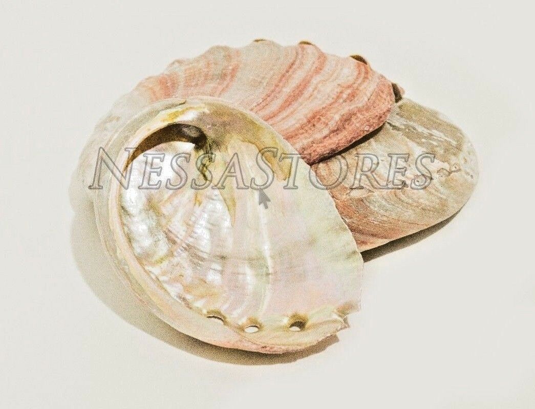 Red Abalone Sea Shell One Side Polished Beach Craft 2" - 3" (3 pcs) #JC-20