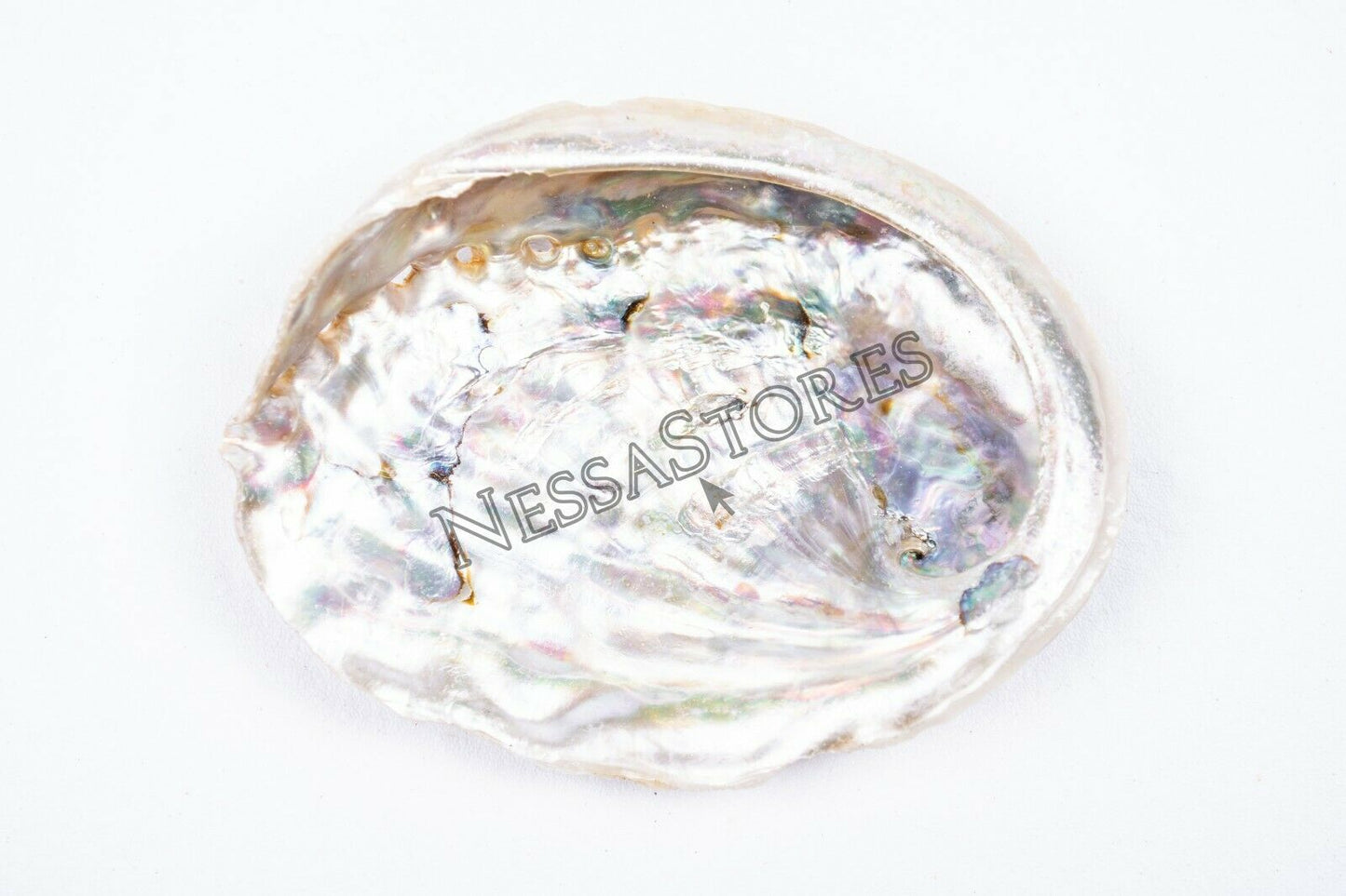 Midae Abalone Sea Shell One Side Polished Beach Craft 3" - 4" (3 pcs) #JC-154