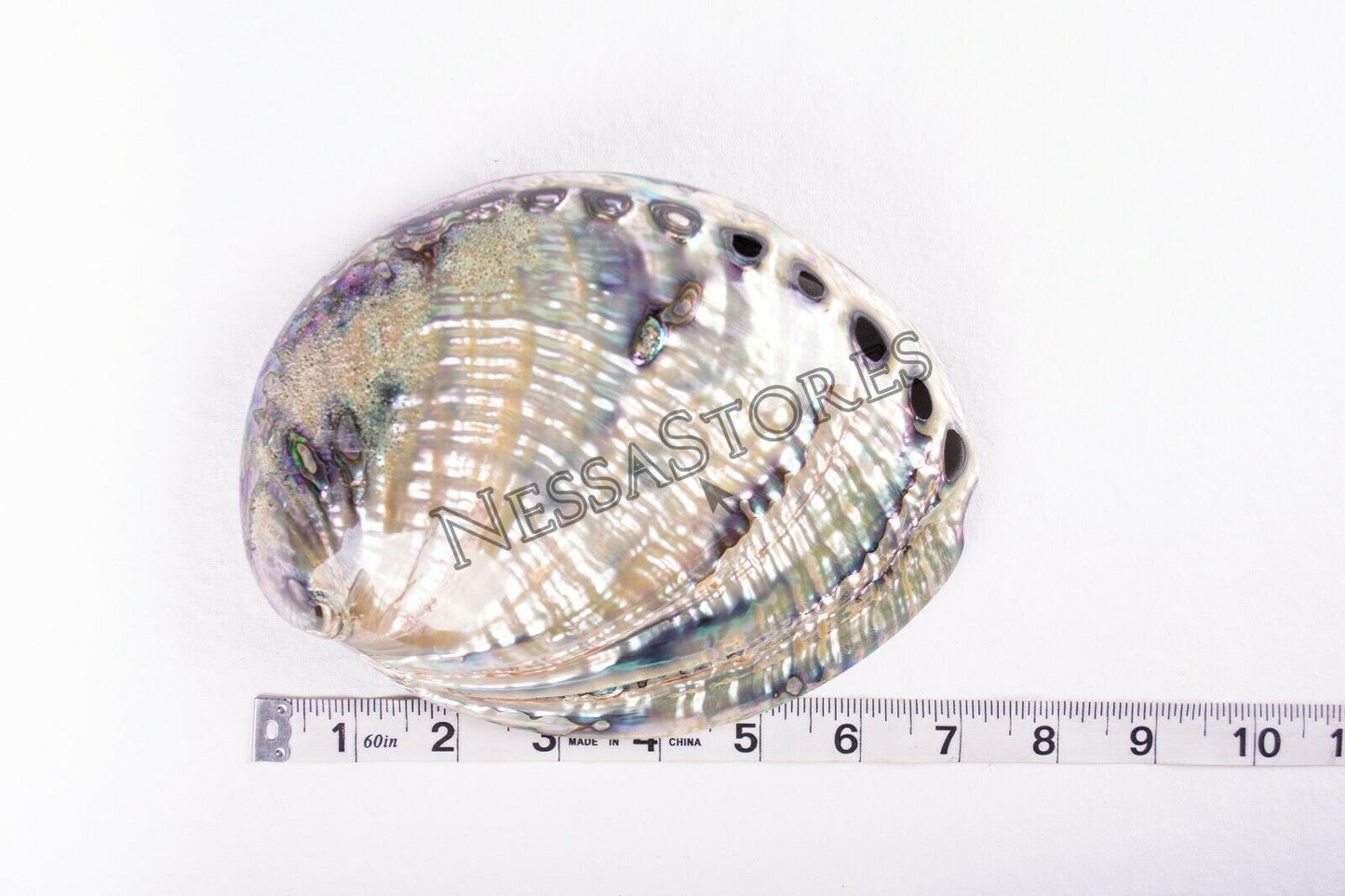 Green Abalone Sea Shell BOTH Side Polished Beach Craft 7" - 8" (2 pcs) #JC-143