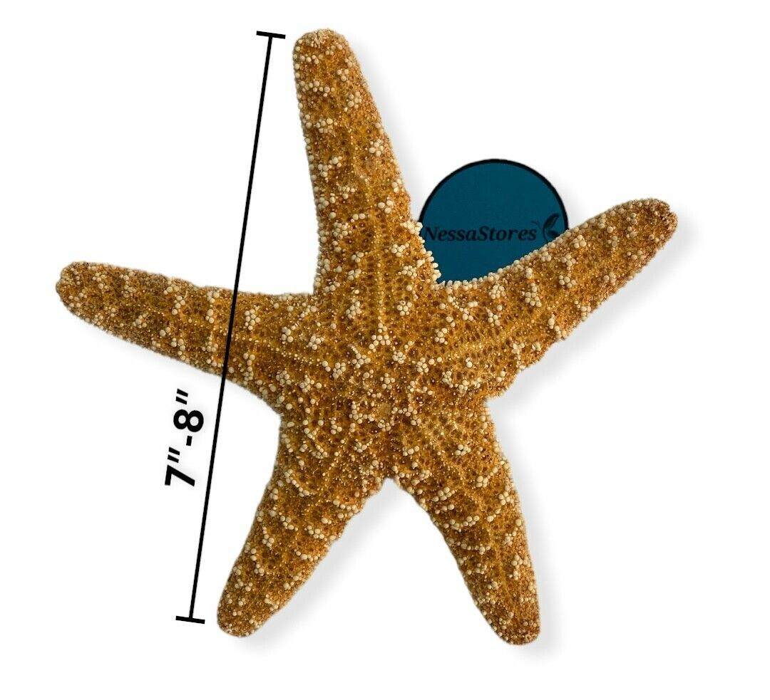 NessaStores Sugar Starfish Sea Shell Wedding Real Craft 7"-8" (1 pc) #JC-216