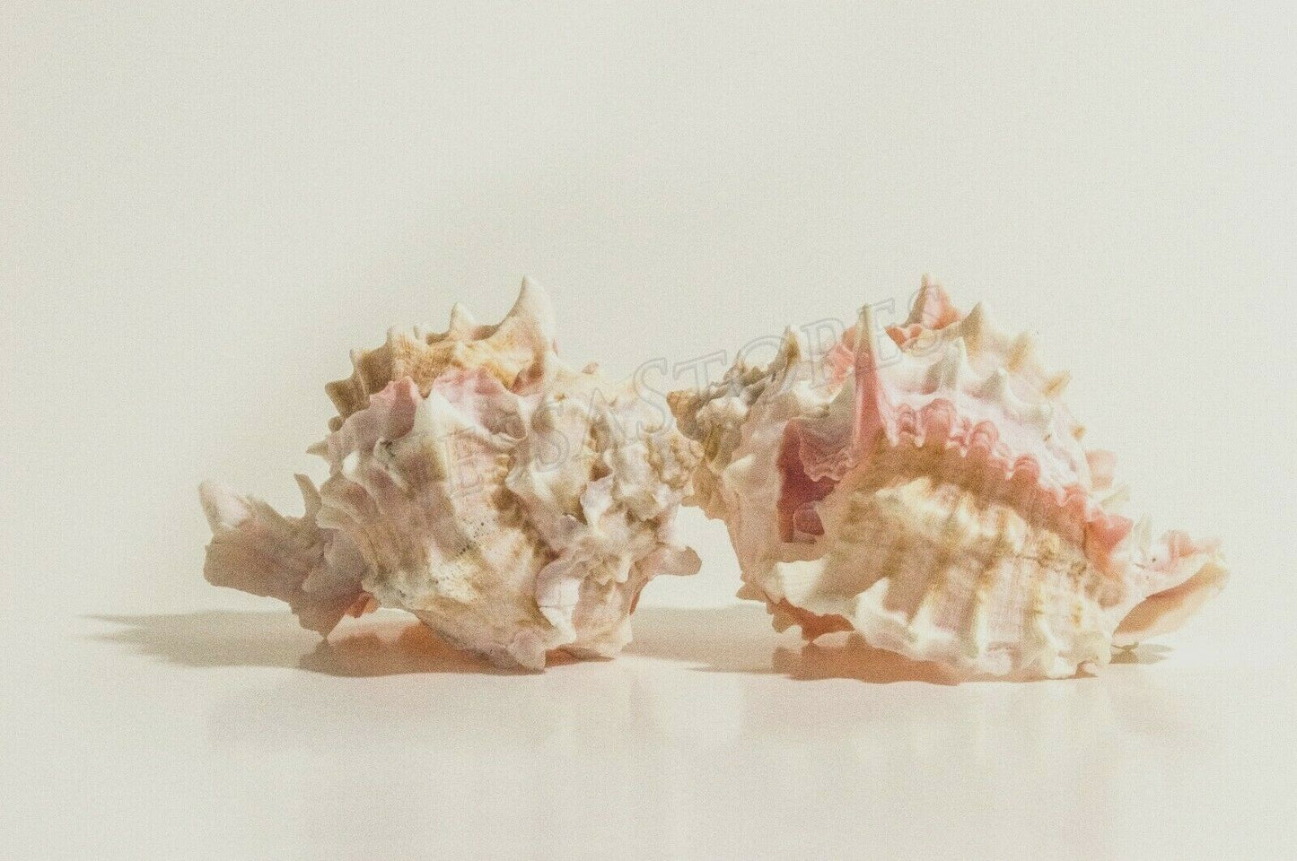 Pink Murex Phyllonotus erythrostomu Hermit Crab Sea Shell 4"-4 1/2"(2 pcs)#JC-42