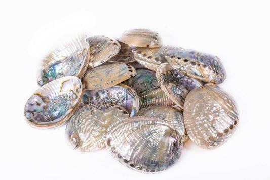 Green Abalone Sea Shell BOTH Side Polished Beach Craft 5" - 6" (15 pcs) #JC-66