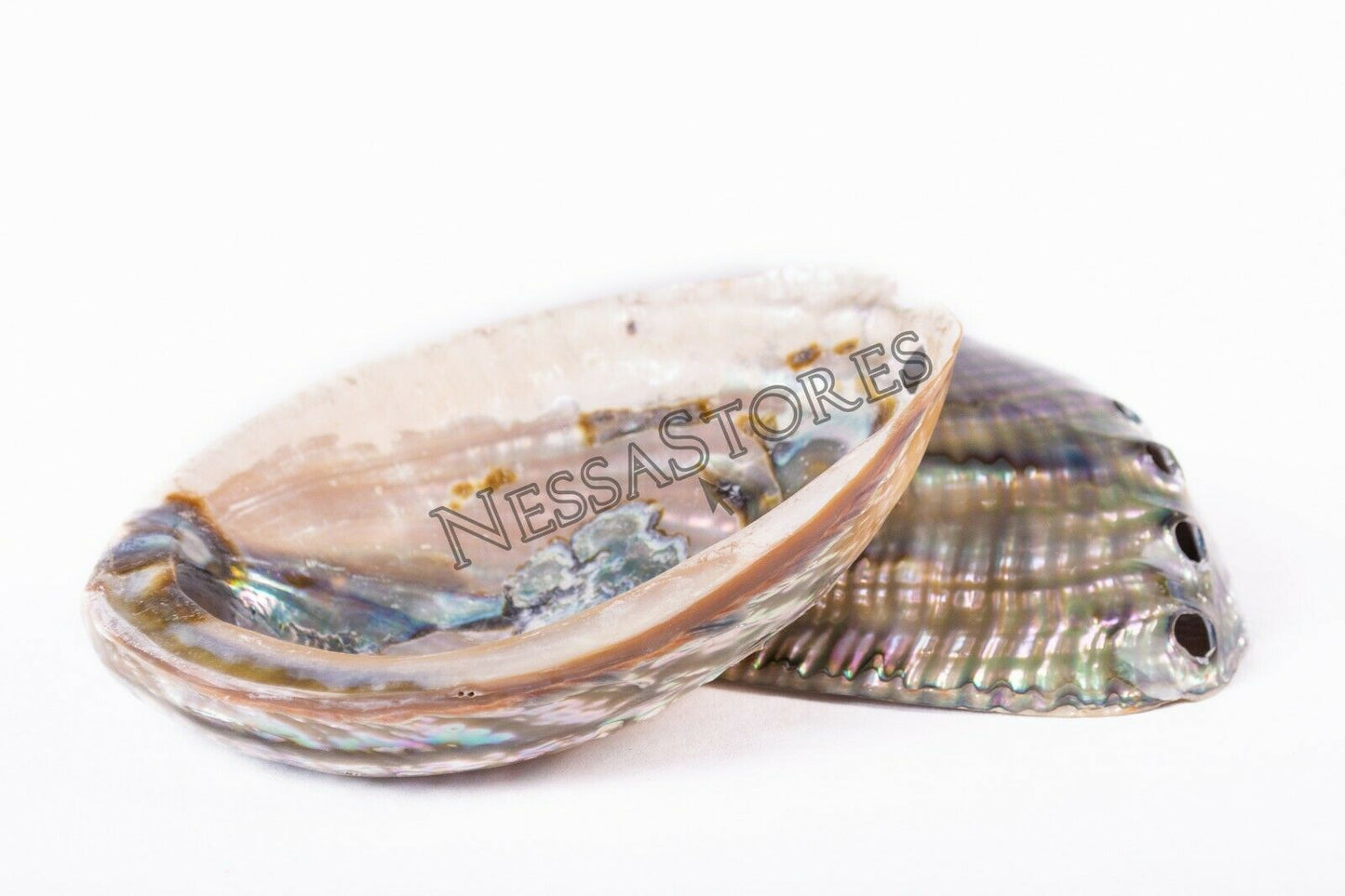 Green Abalone Sea Shell BOTH Side Polished Beach Craft 5" - 6" (2 pcs) #JC-66