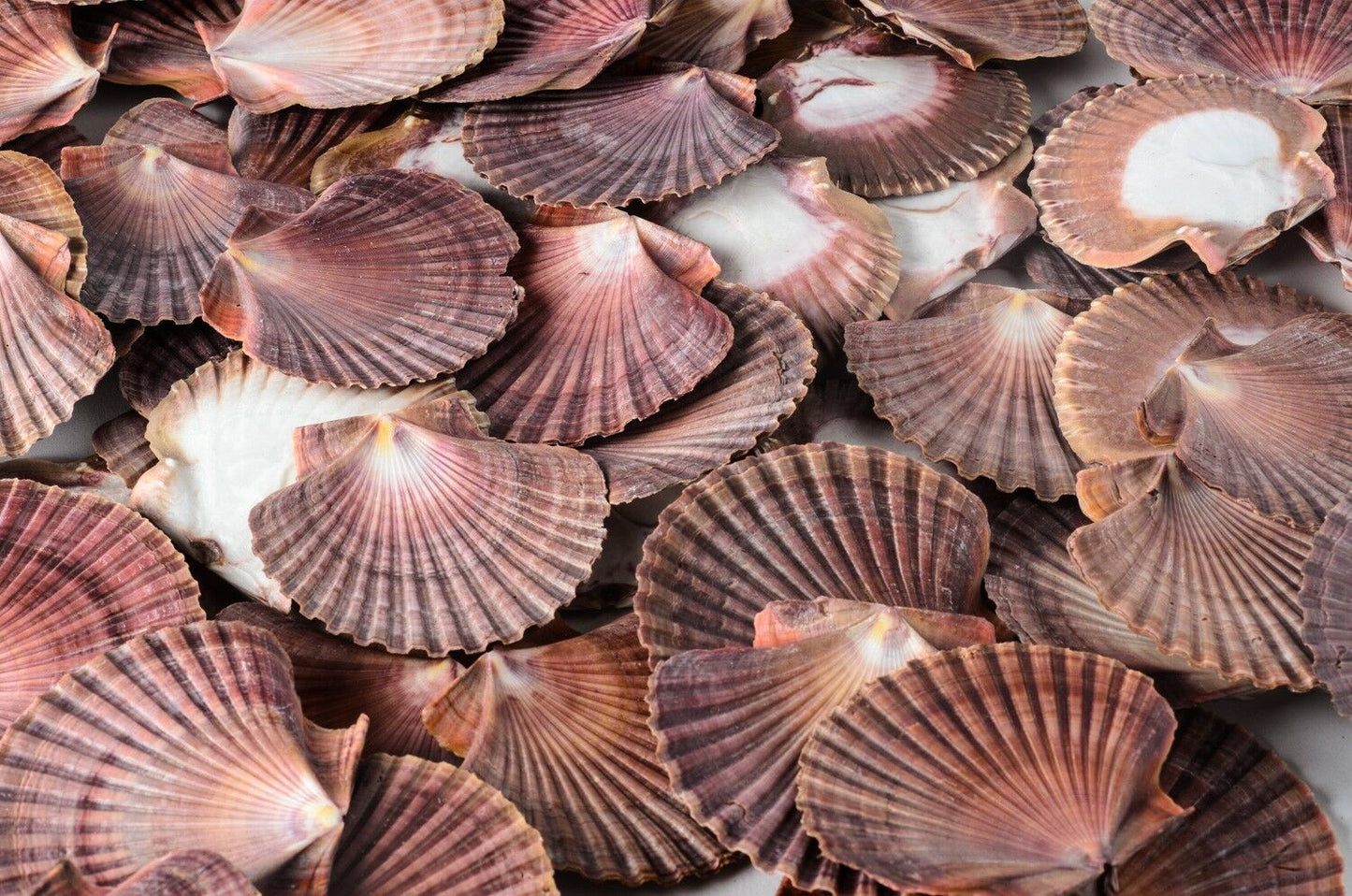 Mexican Flat Sea Shell Beach Craft Scallop 2" - 3" ( 100 PCS ) #JC-30