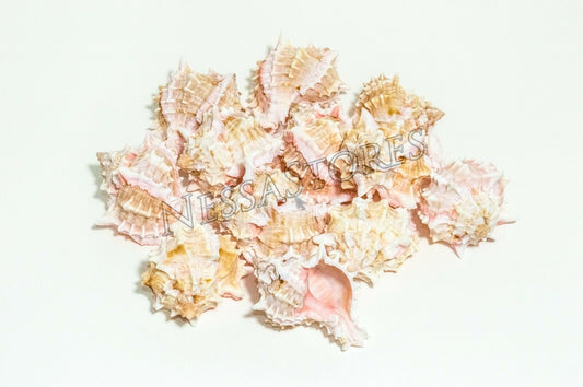 Pink Murex Phyllonotus erythrostomu Hermit Crab Sea Shell 3"-3 1/2"(8 pcs)#JC-40