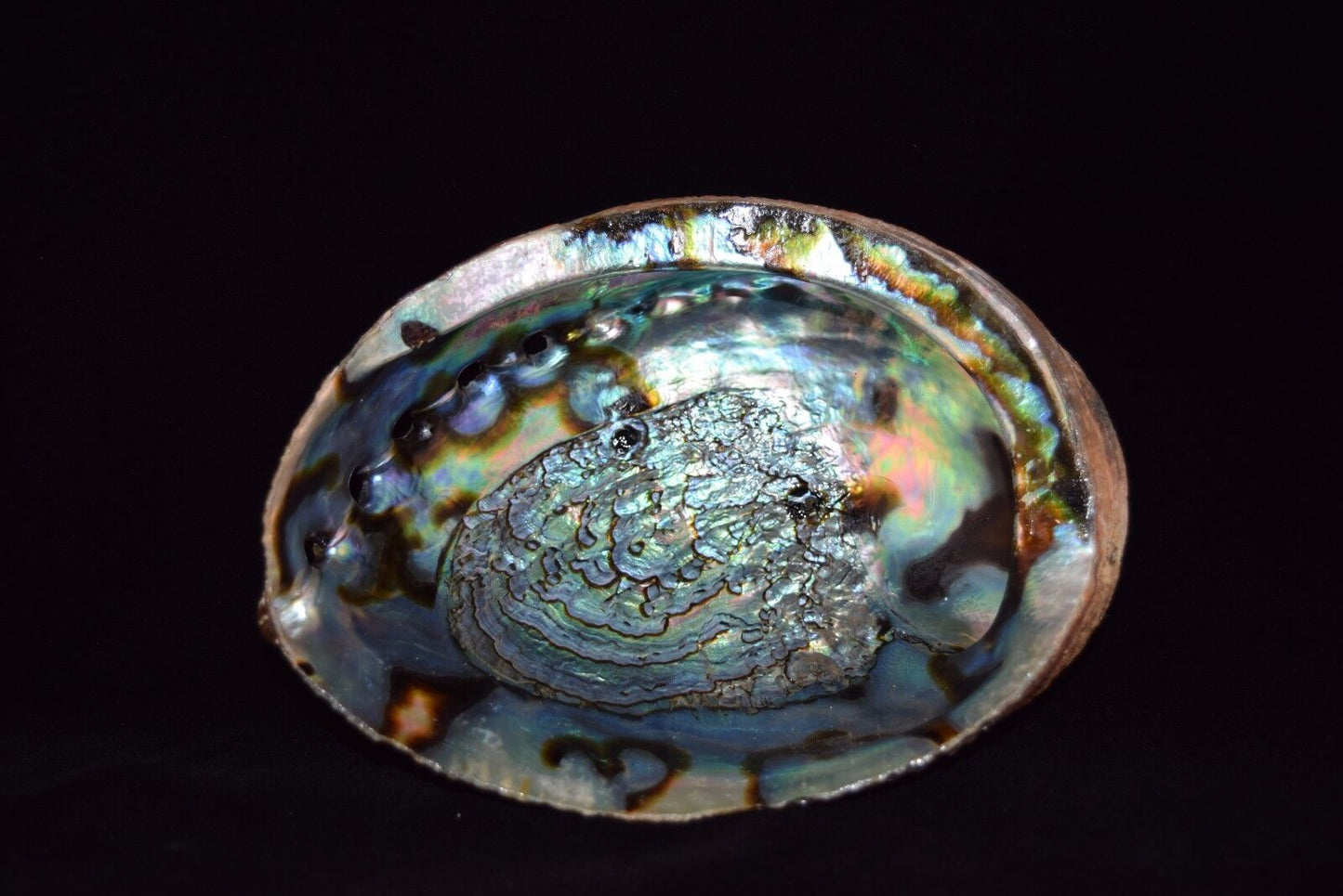 Green Abalone Sea Shell One Side Polished Beach Craft 6" - 7" (10 pcs) #JC-018