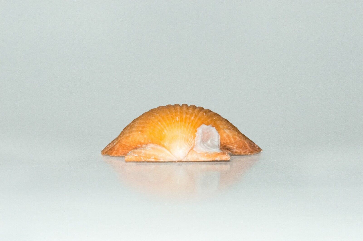 NessaStores Orange Pecten Sea Shell Beach Craft Scallop 2" - 3" (8 PCS ) #JC-31