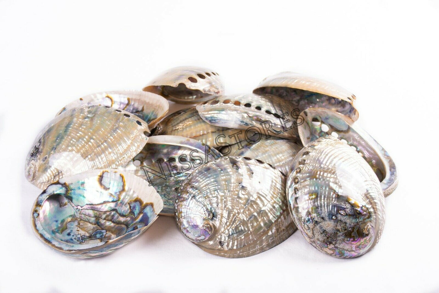 Green Abalone Sea Shell BOTH Side Polished Beach Craft 6" - 7" (12 pcs) #JC-67