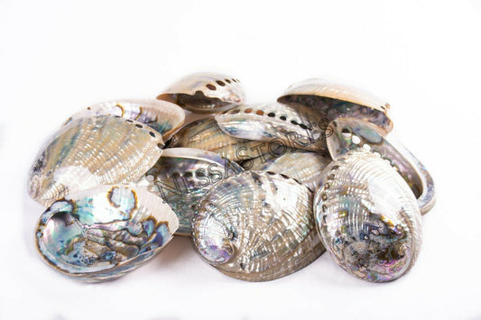 Green Abalone Sea Shell BOTH Side Polished Beach Craft 6" - 7" (12 pcs) #JC-67