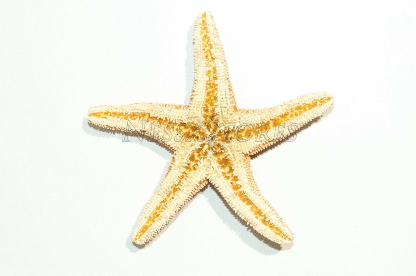 Sugar StarFish Sea Shell Wedding Real Craft 3" - 4" (6 pcs) #JC-57