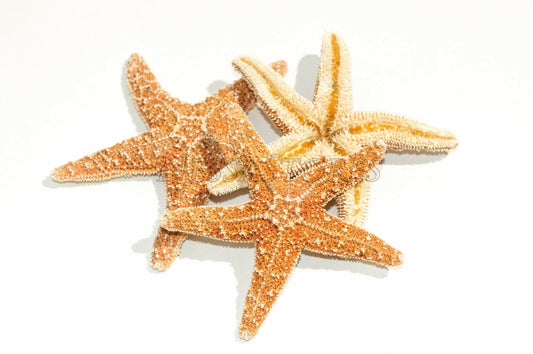 Sugar StarFish Sea Shell Wedding Real Craft 3" - 4" (3 pcs) #JC-57