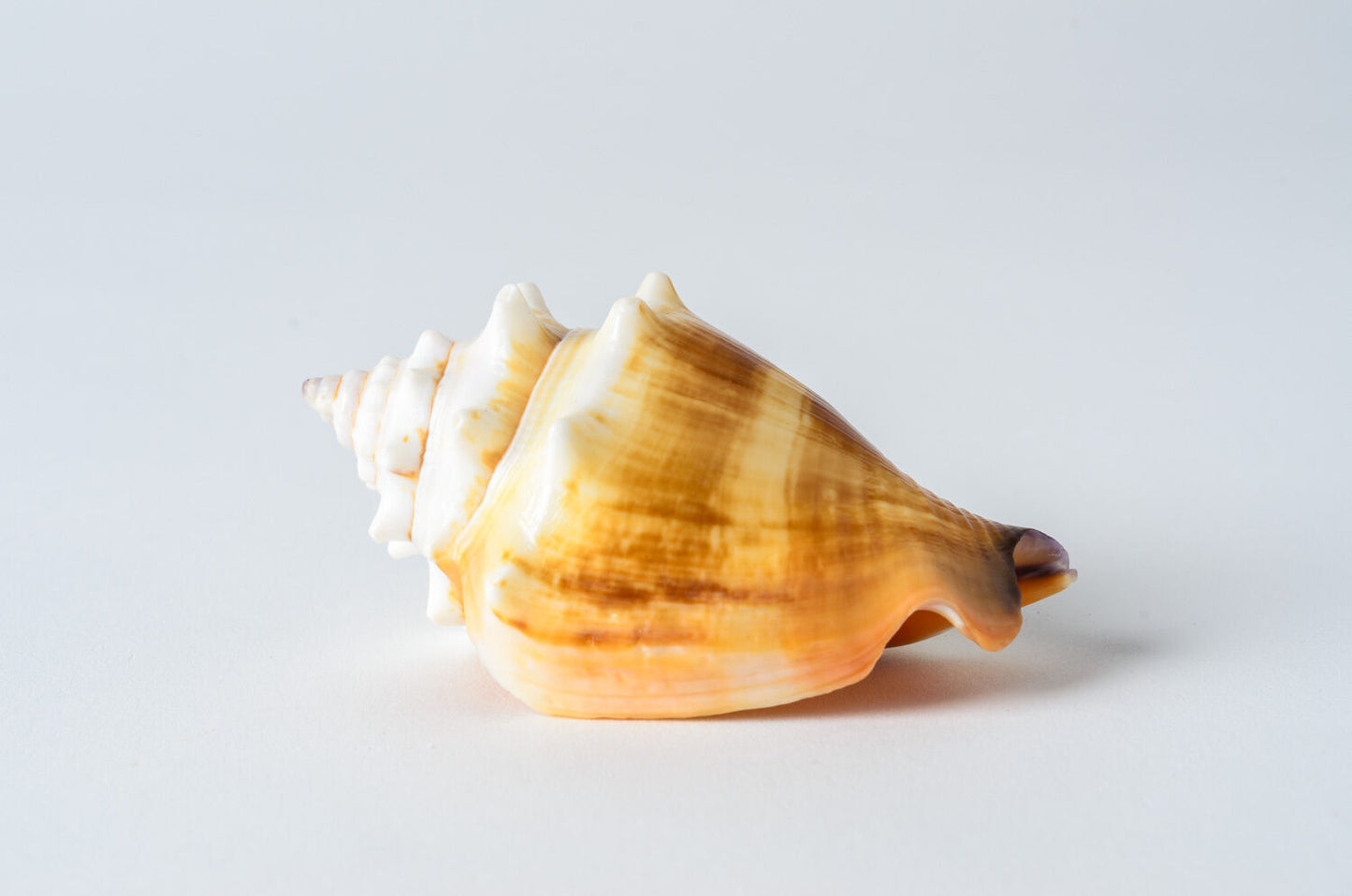 Fighting Conch Sea Shell Beach Home Decor Crafts Wedding 2 1/2" -3"(4 PCS)#JC-37