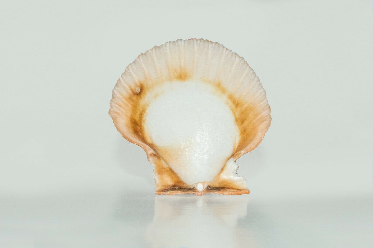 Orange Pecten Sea Shell Beach Craft Scallop 2" - 3" (8 PCS )