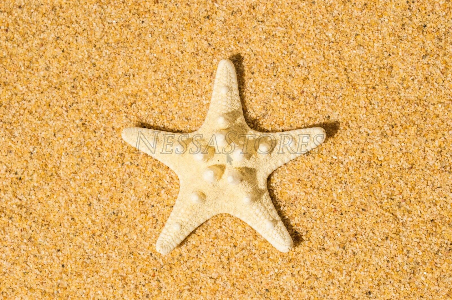 Natural White Knobby Bumpy Starfish Sea Shell Bleached 2" - 4" ( 3 pcs )