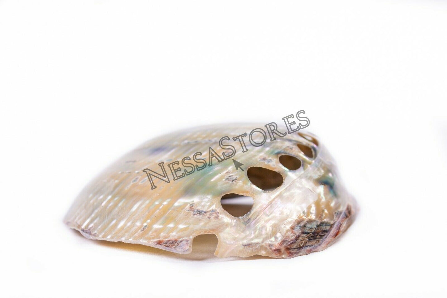 Green Abalone Sea Shell BOTH Side Polished Beach Craft 6" - 7" (12 pcs) #JC-67