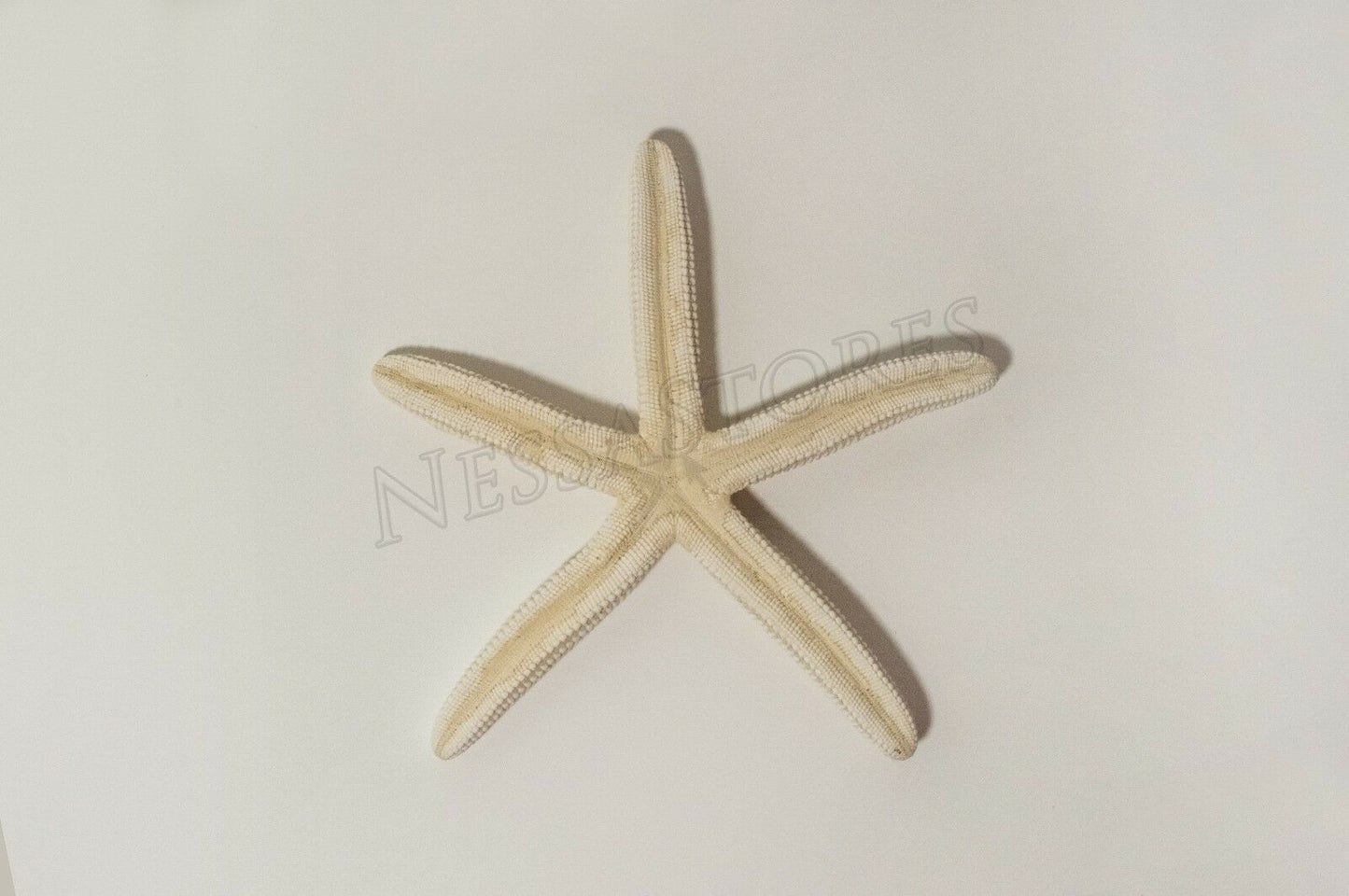 White Finger Starfish Sea Shell Bleached Finger 6" - 7" ( 8 pcs )