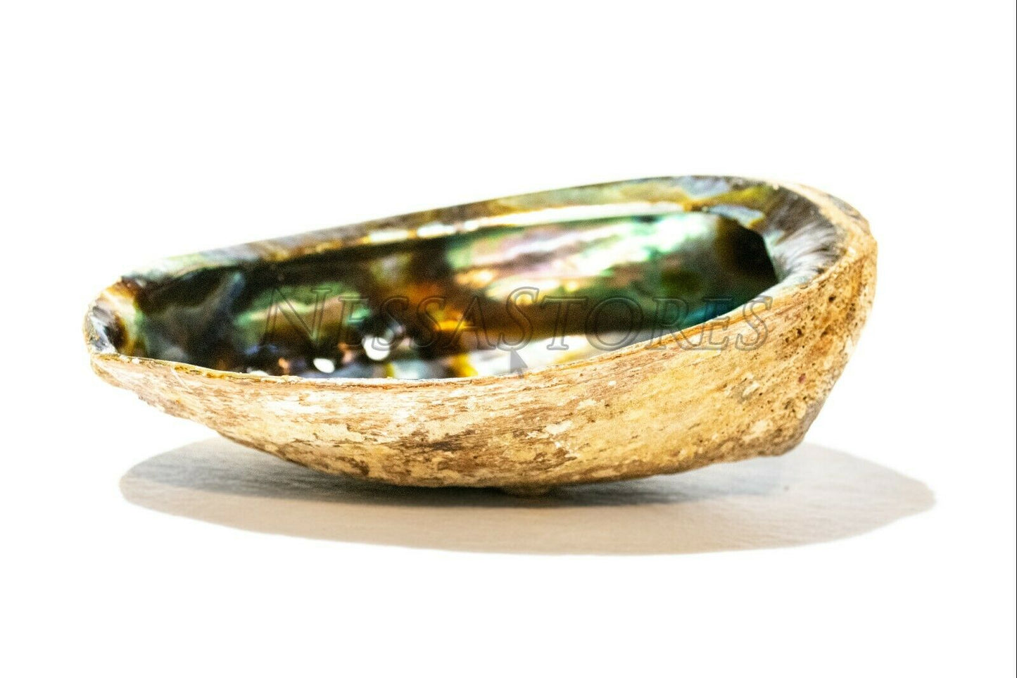 Green Abalone Sea Shell One Side Polished Beach Craft 7" - 8" (2 pcs)  #JC-19