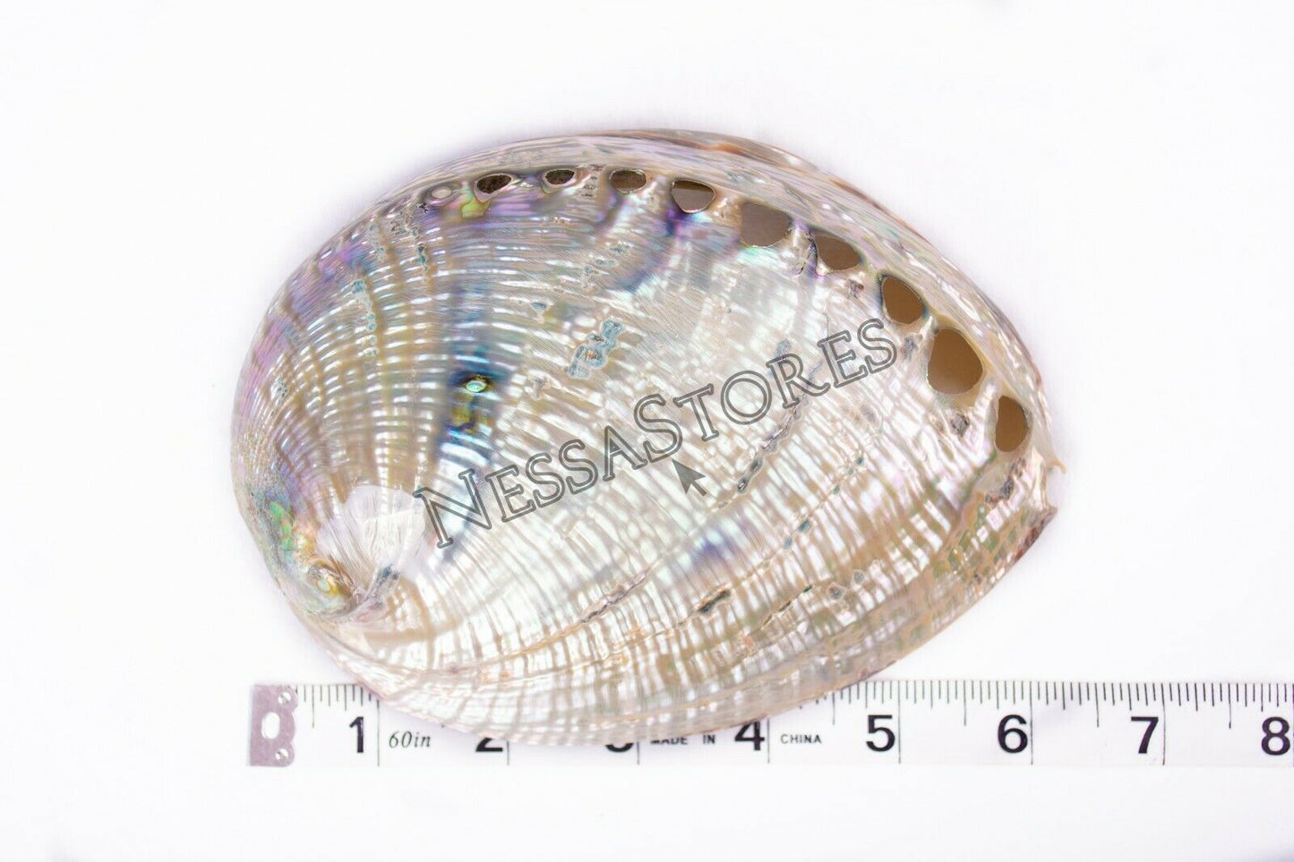 Green Abalone Sea Shell BOTH Side Polished Beach Craft 6" - 7" (12 pcs) #JC-67