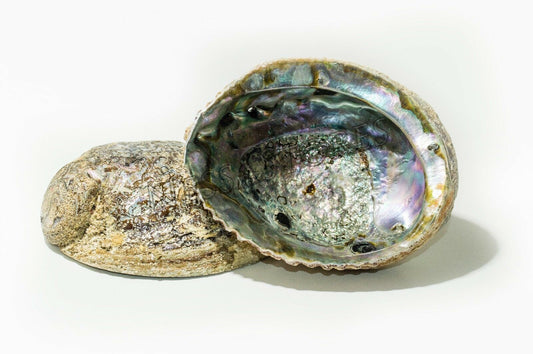 Pink Abalone Sea Shell One Side Polished Beach Craft 6" - 7" (2 pcs) #JC-13