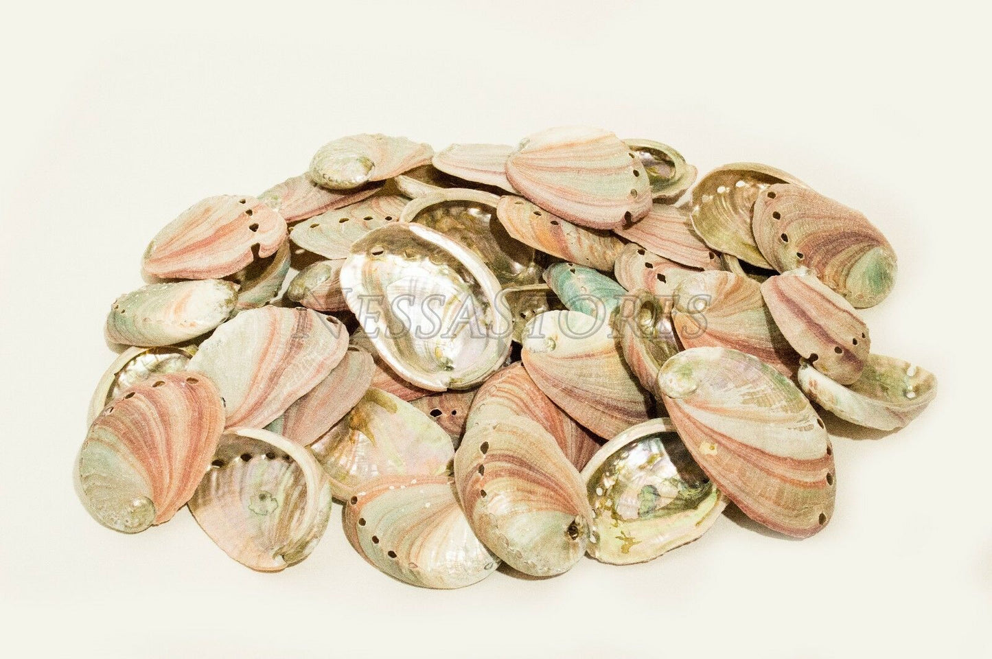 Red Abalone Sea Shell One Side Polished Beach Craft 2" - 3" (200 pcs)